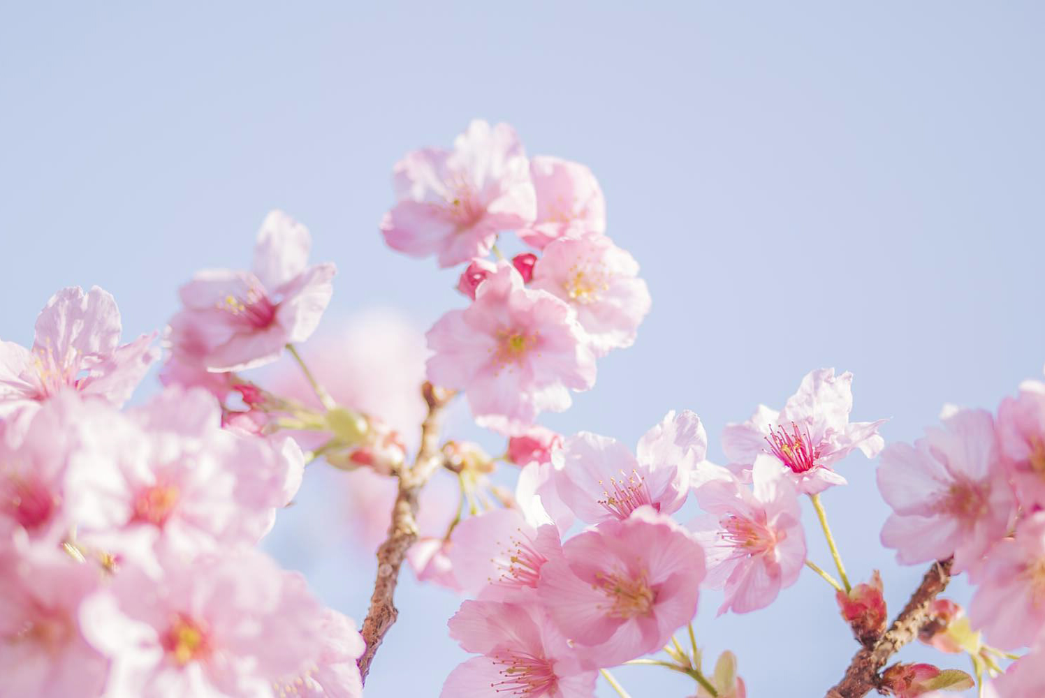 樱花(huā)开满的季节里有(yǒu)故事的味道！